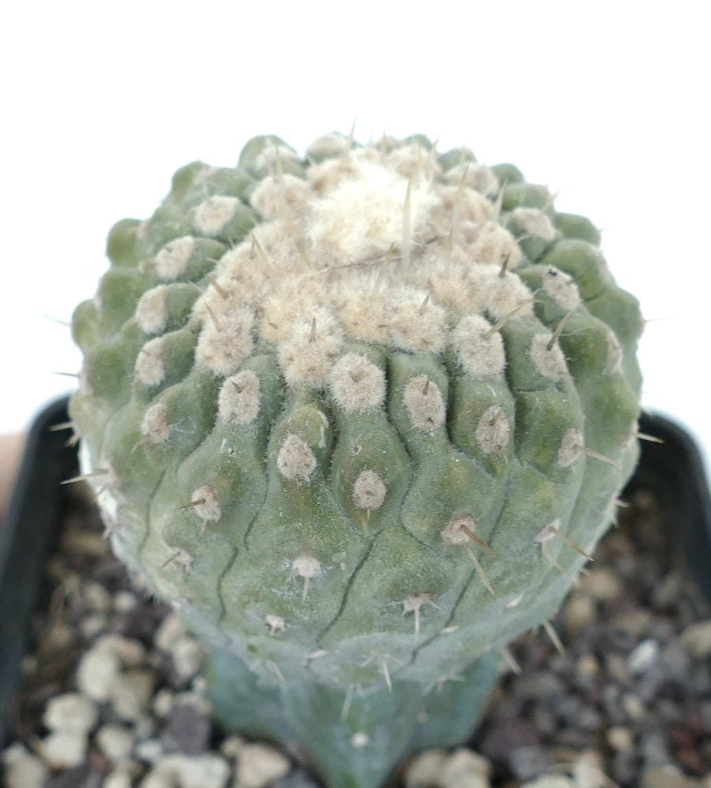 Copiapoa columna-alba succulent cactus with rounded ribs and woolly areoles with short spines