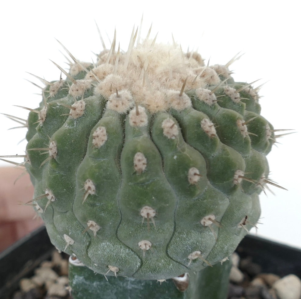 Copiapoa columna-alba var. albispina succulent cactus with dense white spines and rounded ribbed body