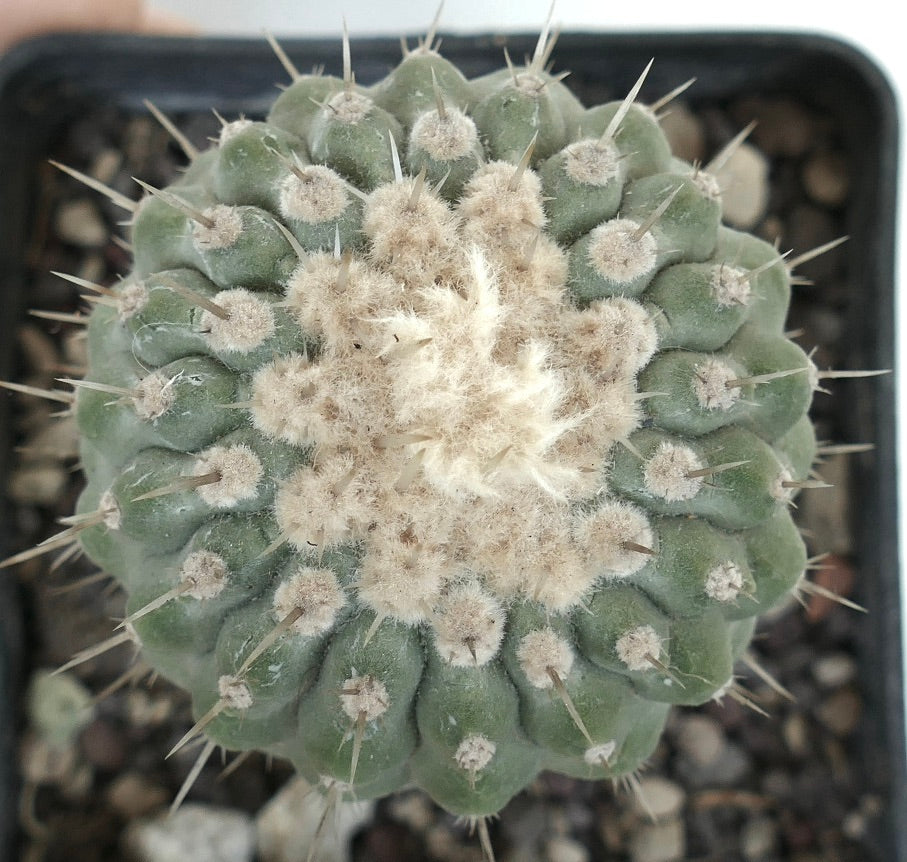 コピアポア・コルルナ＝アルバ 変種 アルビスピナ | Botanical