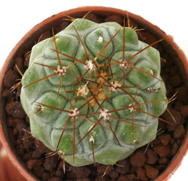Copiapoa columna-alba x goldii
