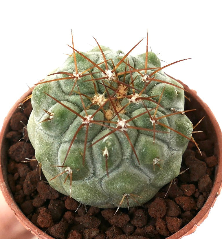Copiapoa columna-alba x goldii