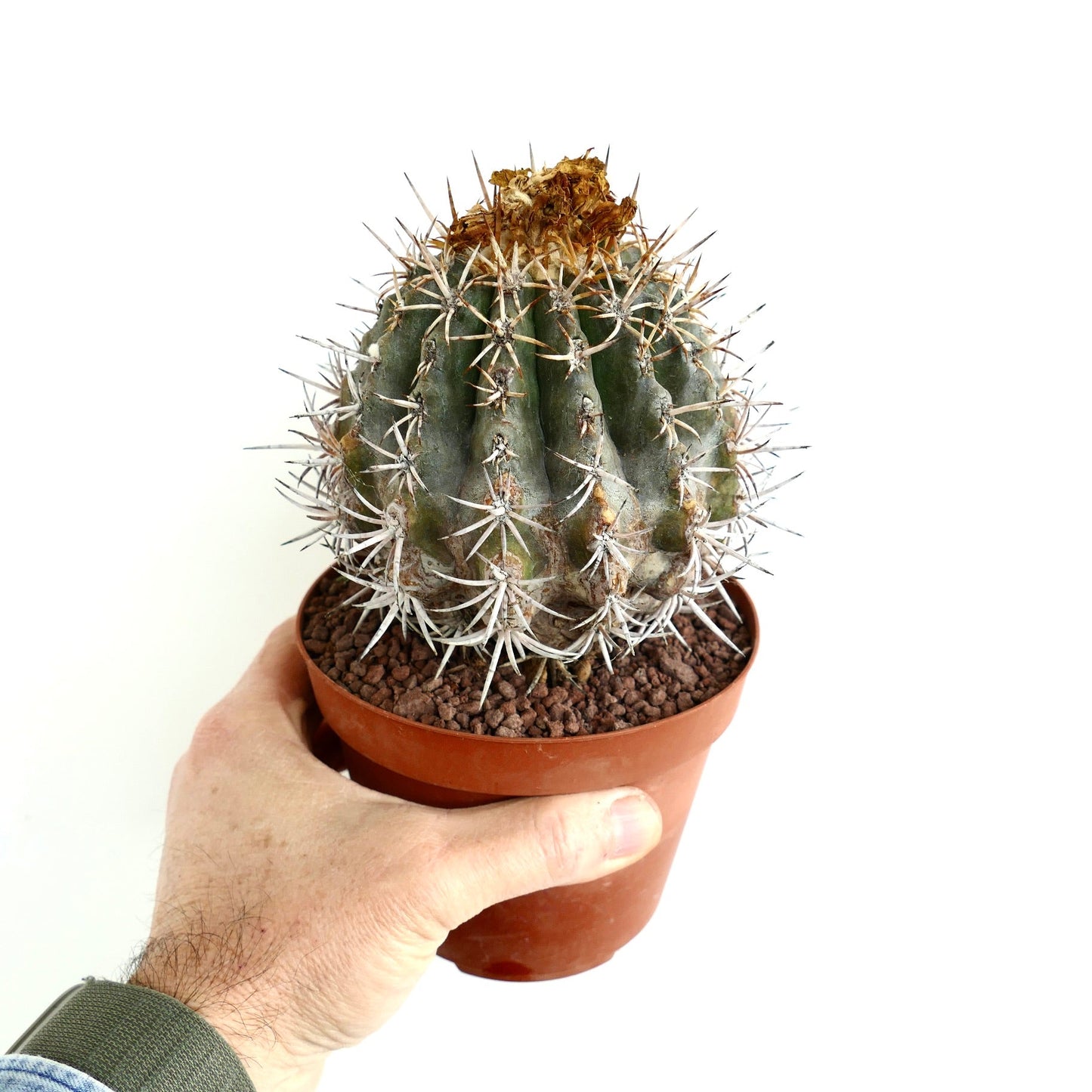Copiapoa dura GRAFTED
