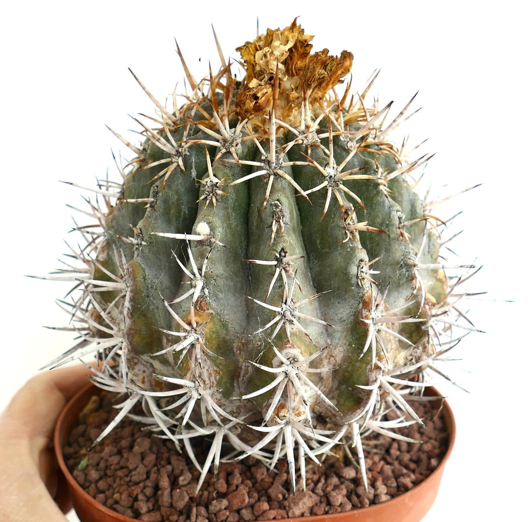 Copiapoa dura GRAFTED