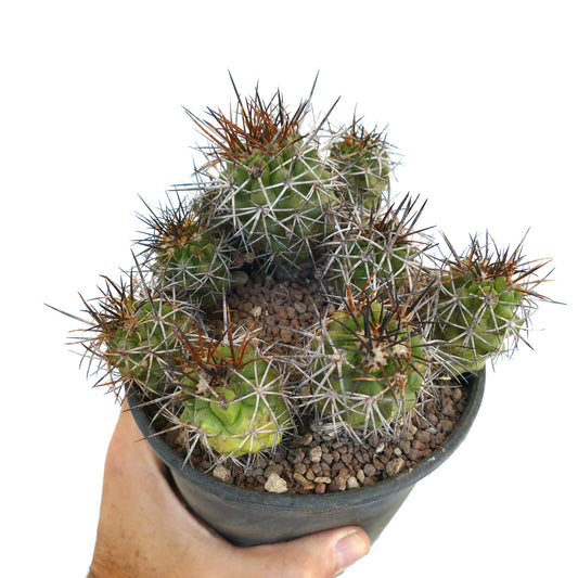 Copiapoa fiedleriana CLUSTER with a VARIEGATED BRANCH Z11