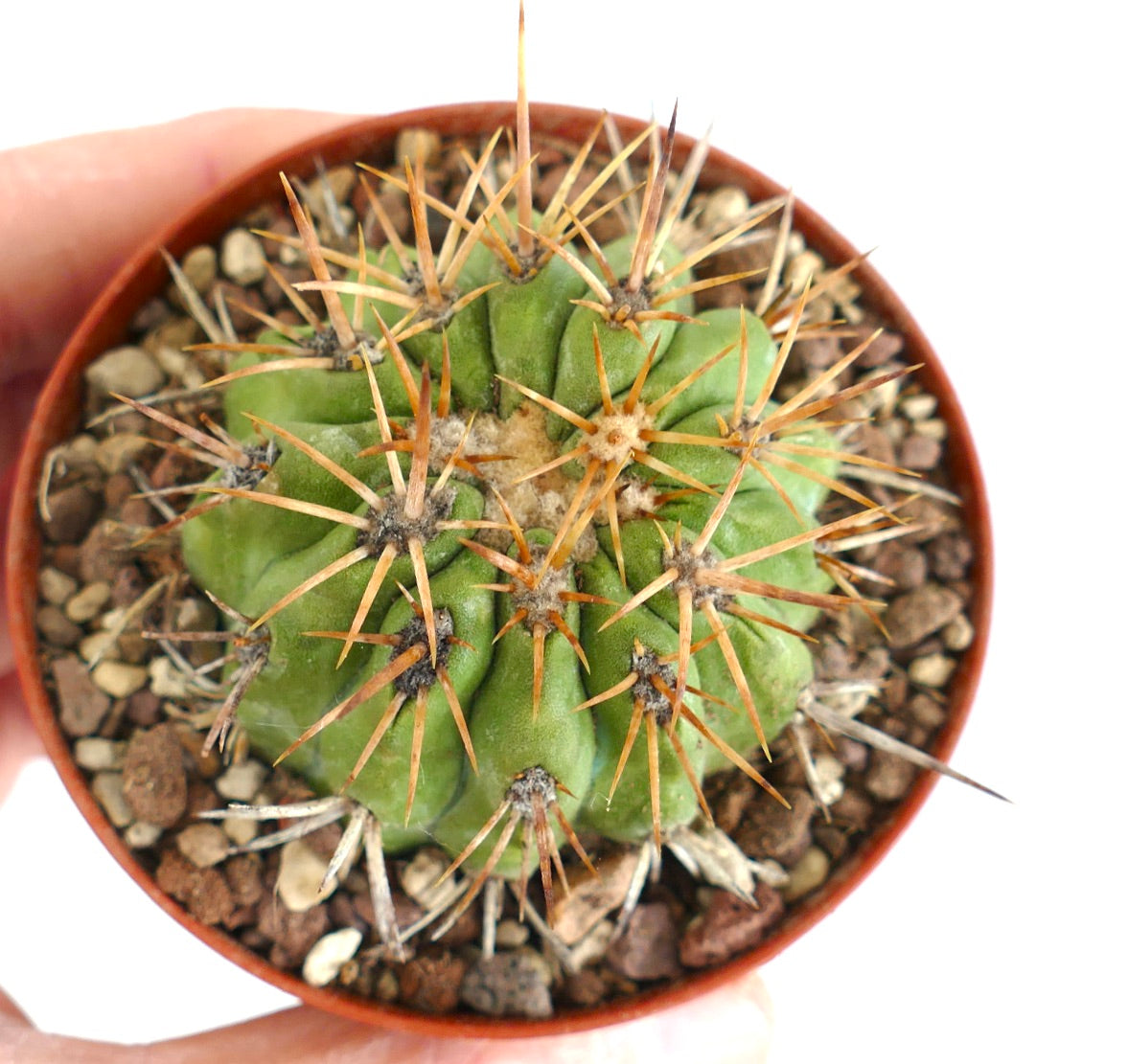 Copiapoa goldii