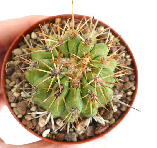 Copiapoa goldii