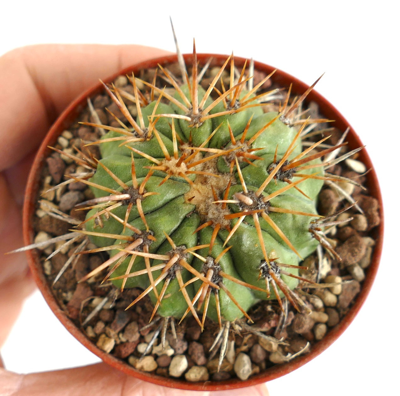 Copiapoa goldii