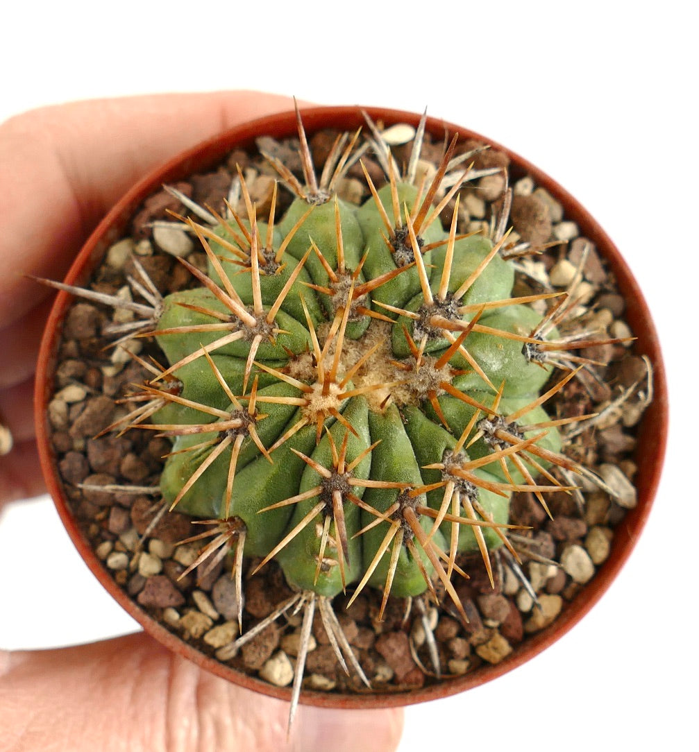 Copiapoa goldii