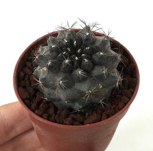 Copiapoa griseovilacea x Copiapoa cinerea DARK