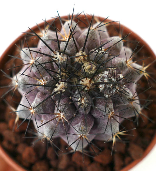 Copiapoa griseovilacea x Copiapoa humilis