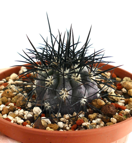 Copiapoa griseoviolacea