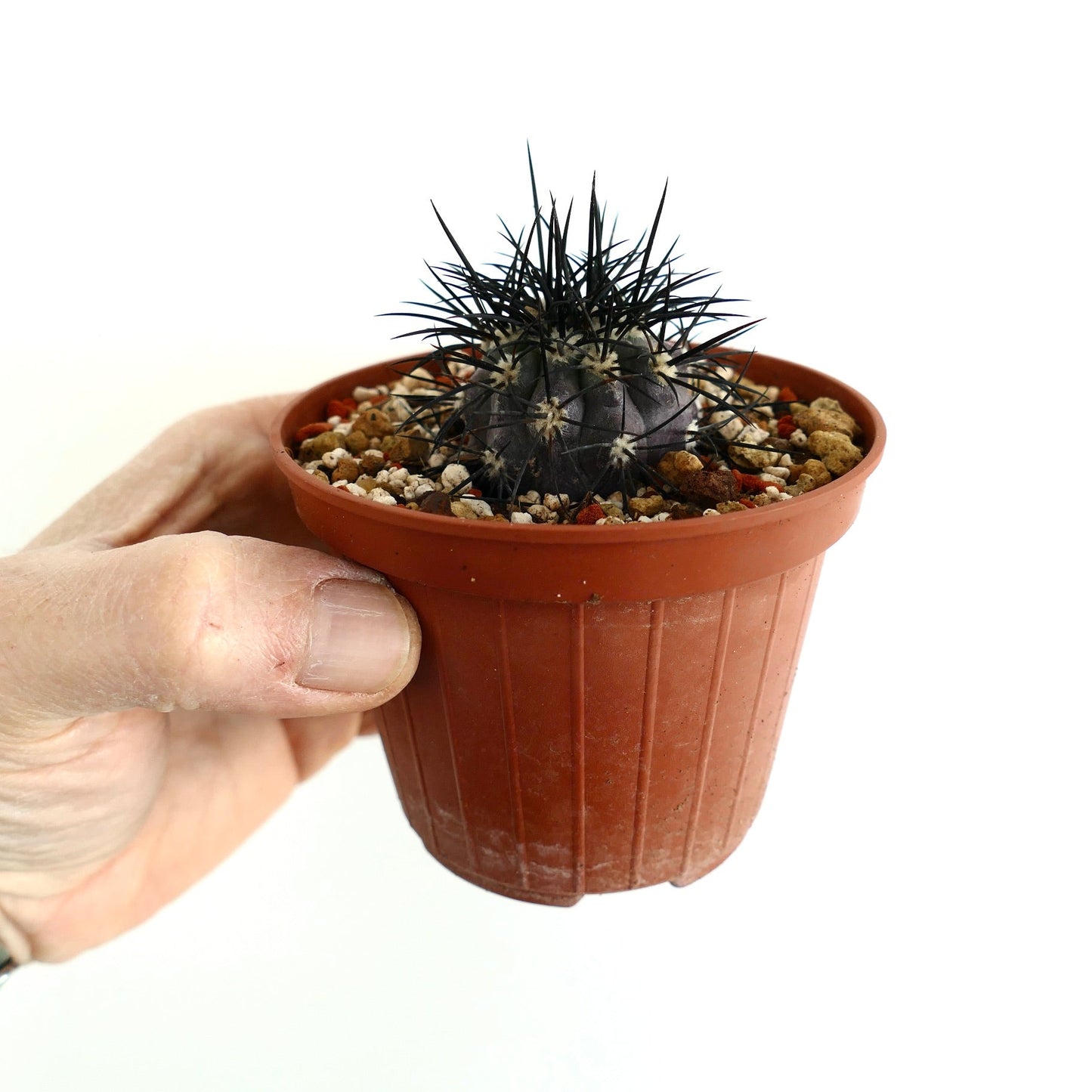 Copiapoa griseoviolacea