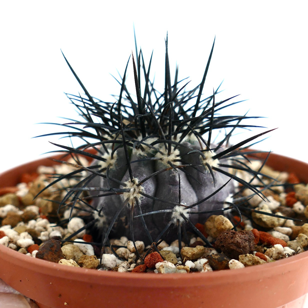 Copiapoa griseoviolacea