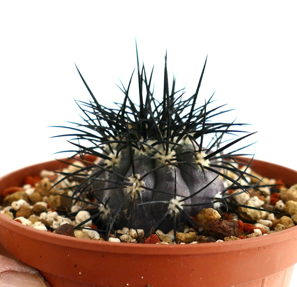Copiapoa griseoviolacea