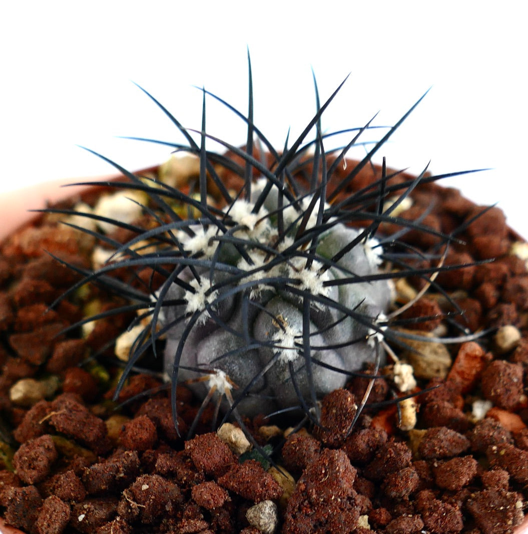 Copiapoa griseoviolacea
