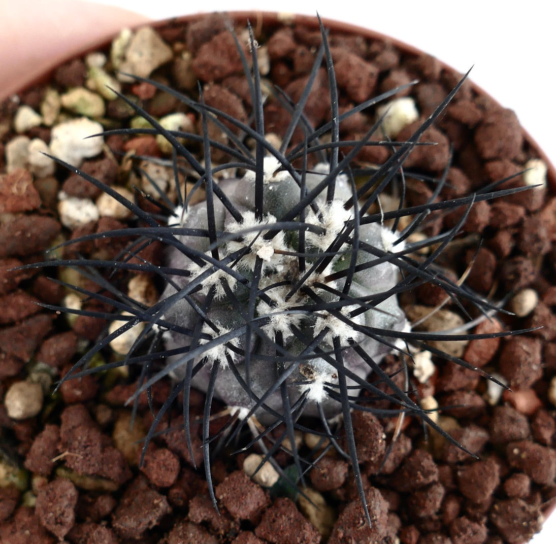 Copiapoa griseoviolacea