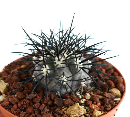Copiapoa griseoviolacea SELECTED