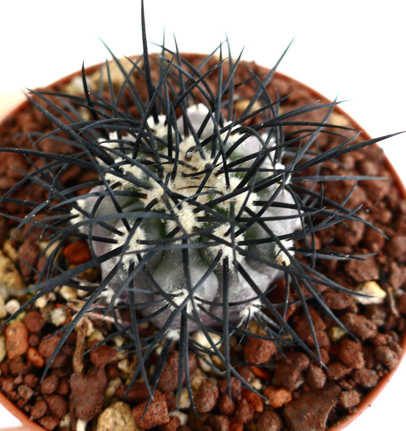 Copiapoa griseoviolacea SELECTED