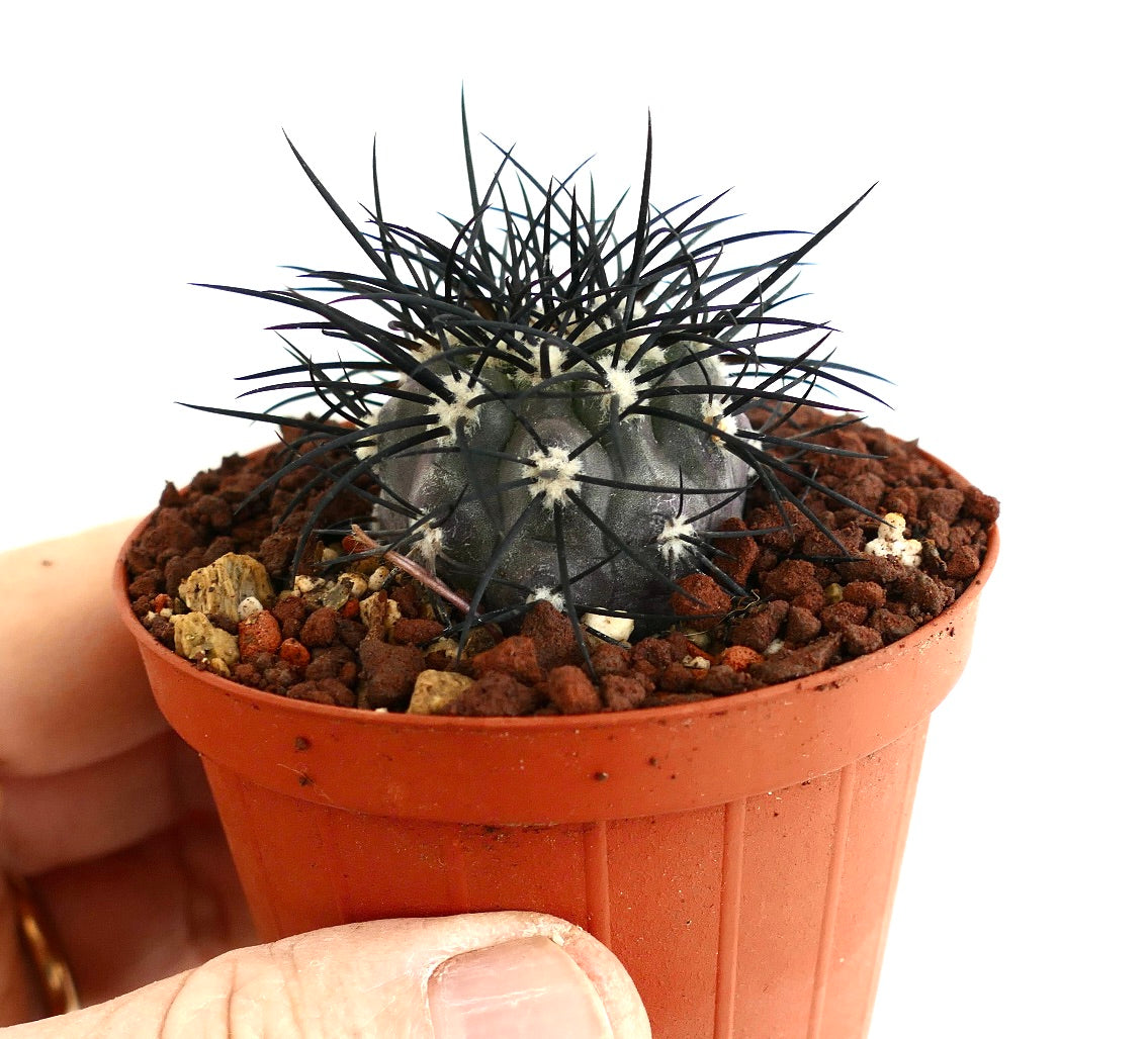 Copiapoa griseoviolacea SELECTED