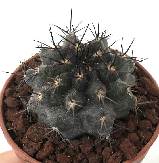 Copiapoa grisoviolacea x Copiapoa atacamensis