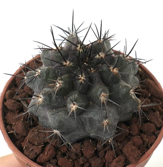 Copiapoa grisoviolacea x Copiapoa atacamensis