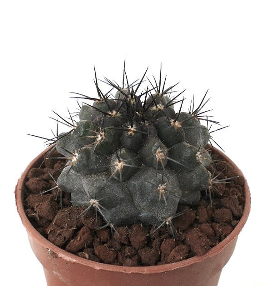 Copiapoa grisoviolacea x Copiapoa atacamensis