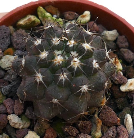 Copiapoa columna-alba X cinerea X serpentislucata 262