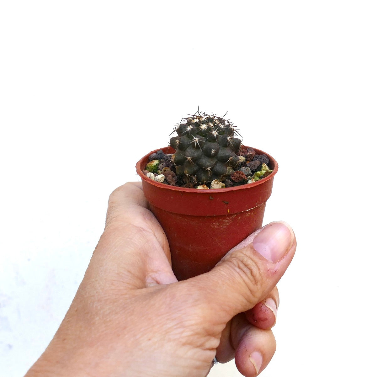 Copiapoa columna-alba X cinerea X serpentislucata 262