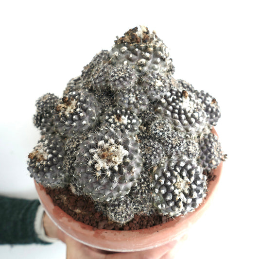 Copiapoa hypogaea OLD CLUSTER