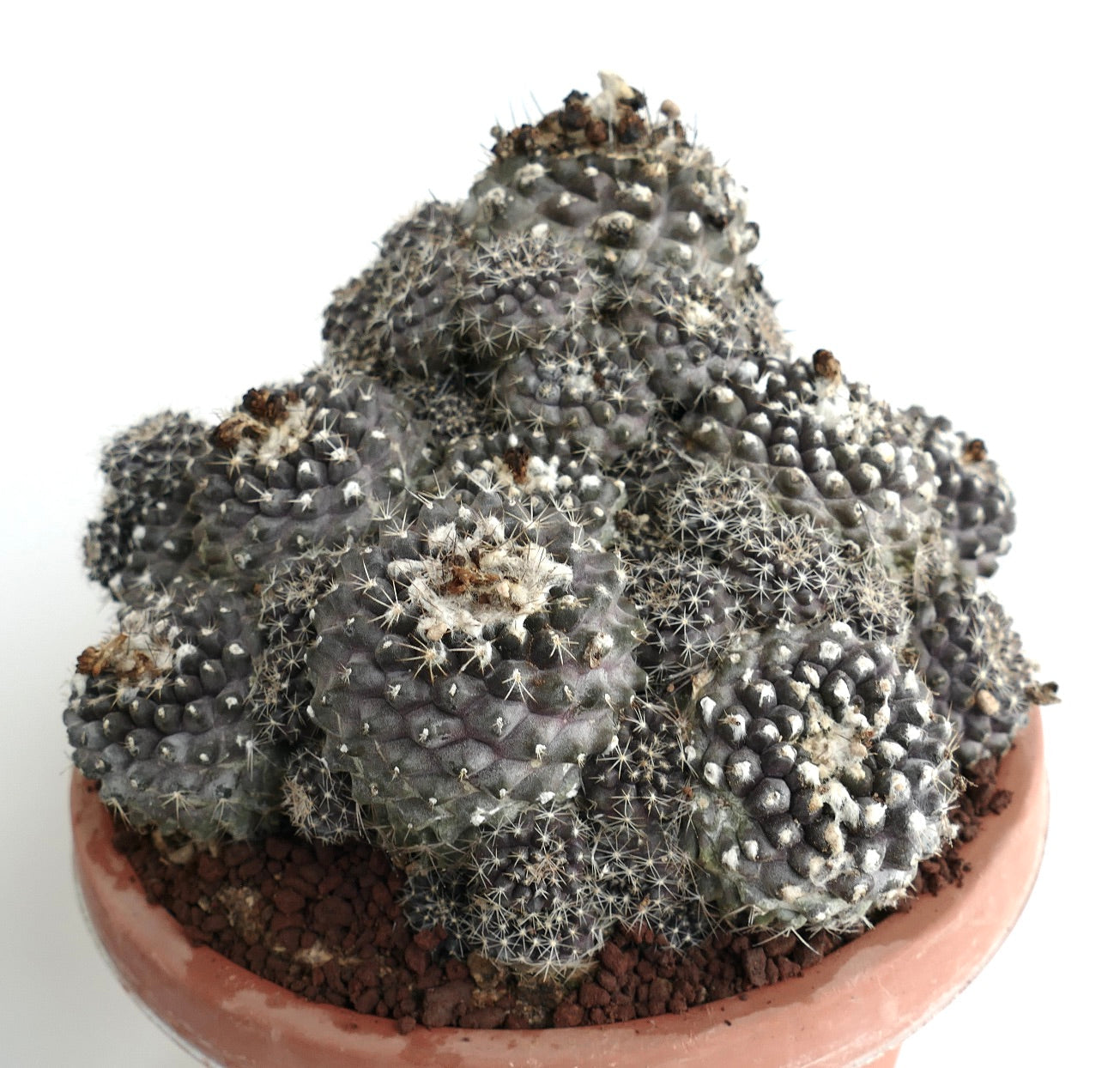 コピアポア・ヒポガエア | 砂漠の庭園に最適なユニークな多肉植物