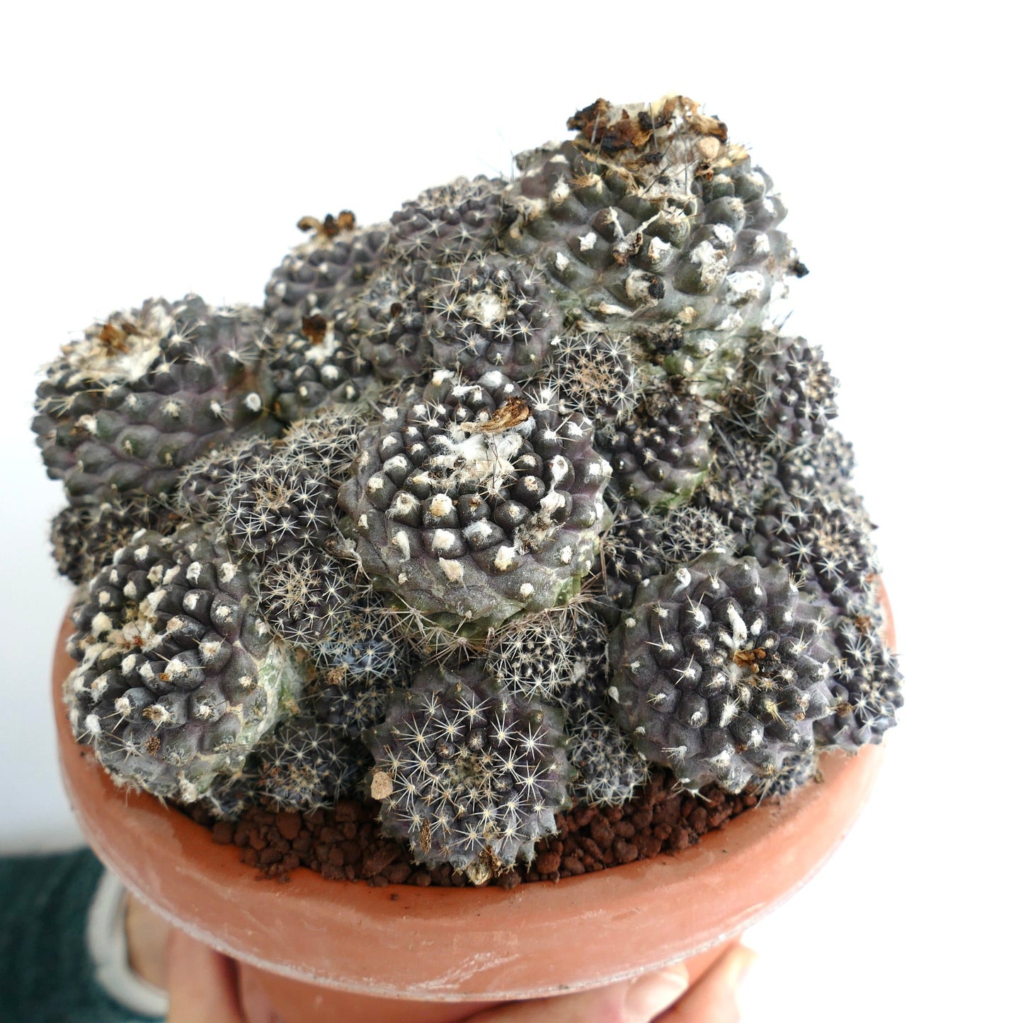 Copiapoa hypogaea OLD CLUSTER