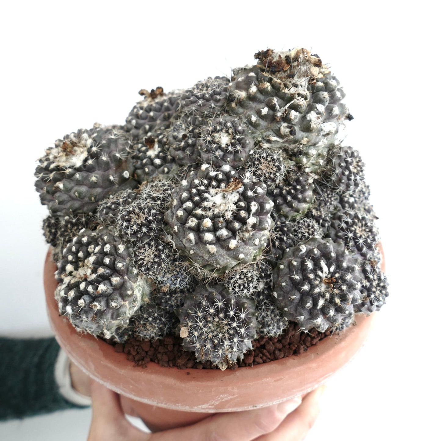 Copiapoa hypogaea OLD CLUSTER