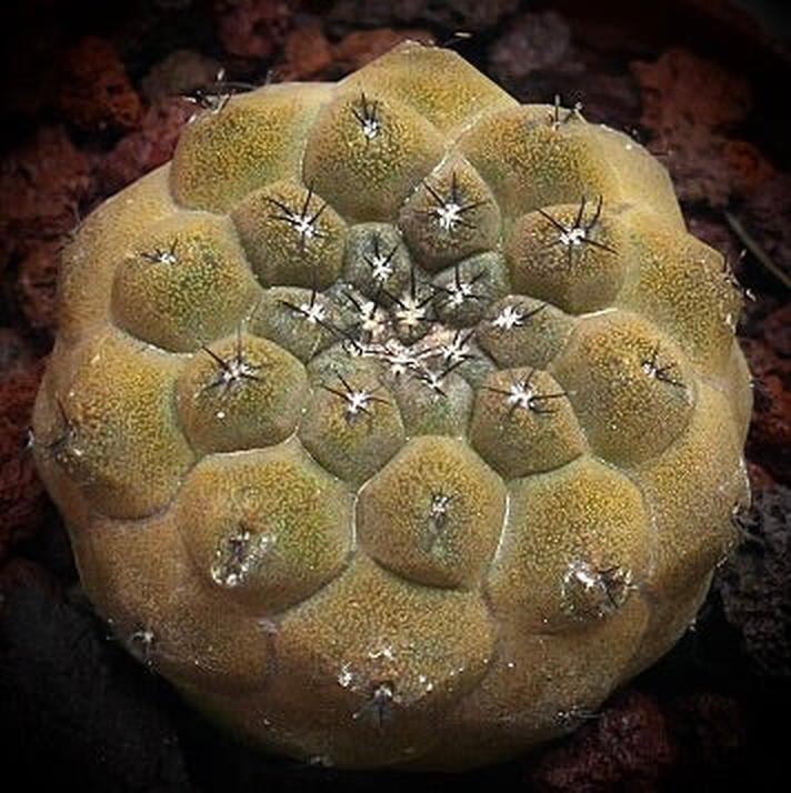Copiapoa hypogaea raro cactus suculento con tubérculos redondeados y espinas cortas