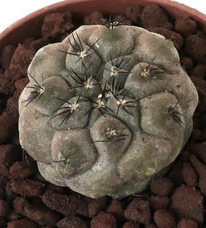 Copiapoa hypogaea x Copiapoa cinerea GREY