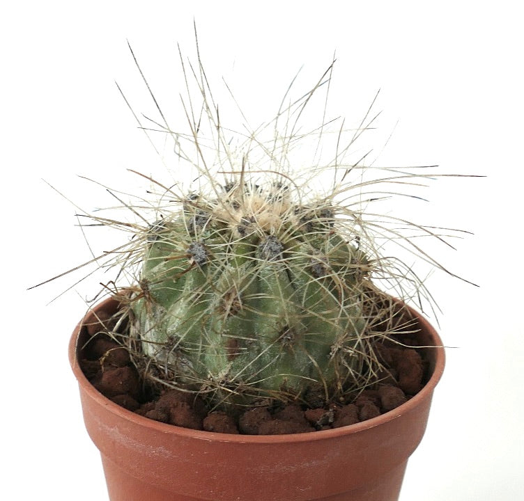 Copiapoa krainziana rare succulent cactus with long spines in terracotta pot