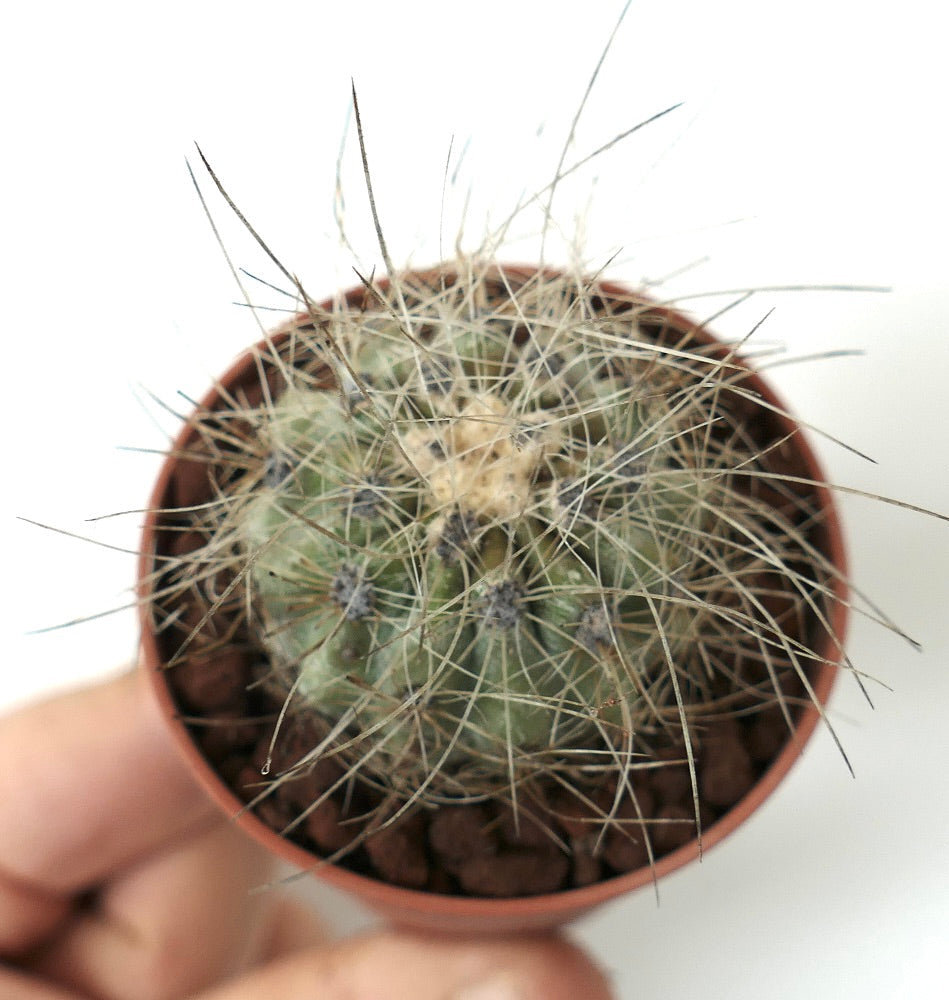 Copiapoa krainziana small spiny cactus with thin long white and brown spines in pot