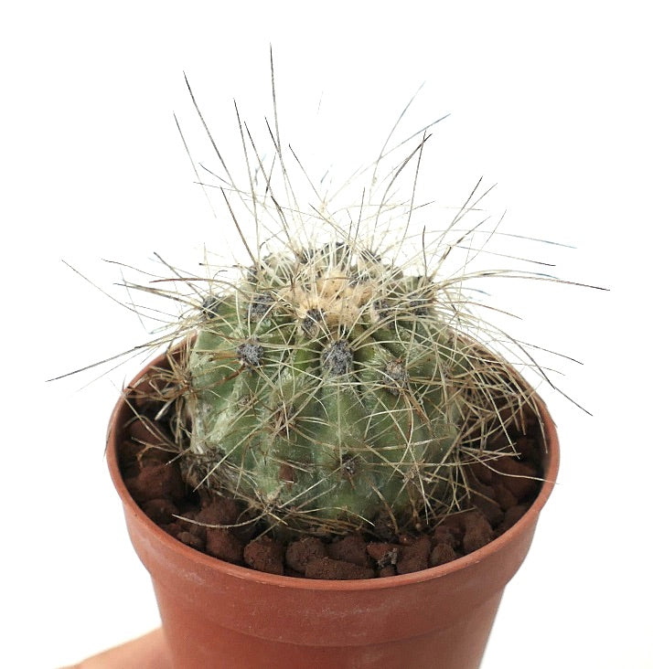 Copiapoa krainziana small green cactus with long thin spines in terracotta pot
