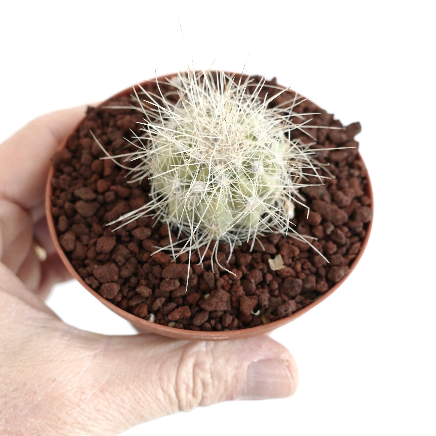 Copiapoa krainziana small succulent cactus with dense white spines in brown pot