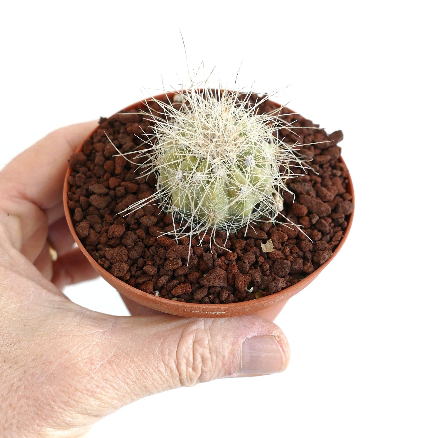 Copiapoa krainziana small succulent cactus with white spines in terracotta pot