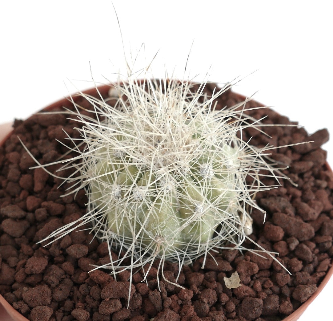 Copiapoa krainziana small succulent cactus with white spines in brown soil pot