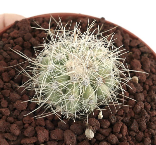 Copiapoa krainziana small round cactus with dense white spines in brown soil