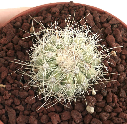 Copiapoa krainziana small round succulent cactus with white spines in pot