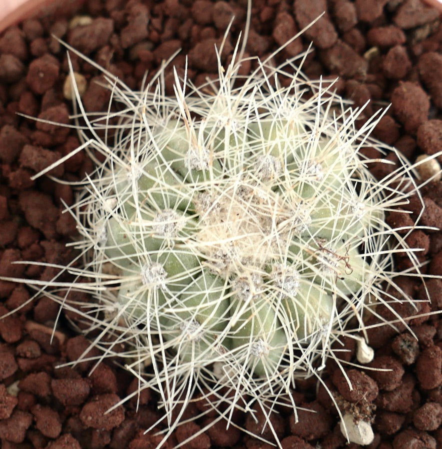 Copiapoa krainziana small round cactus with dense white spines in brown soil