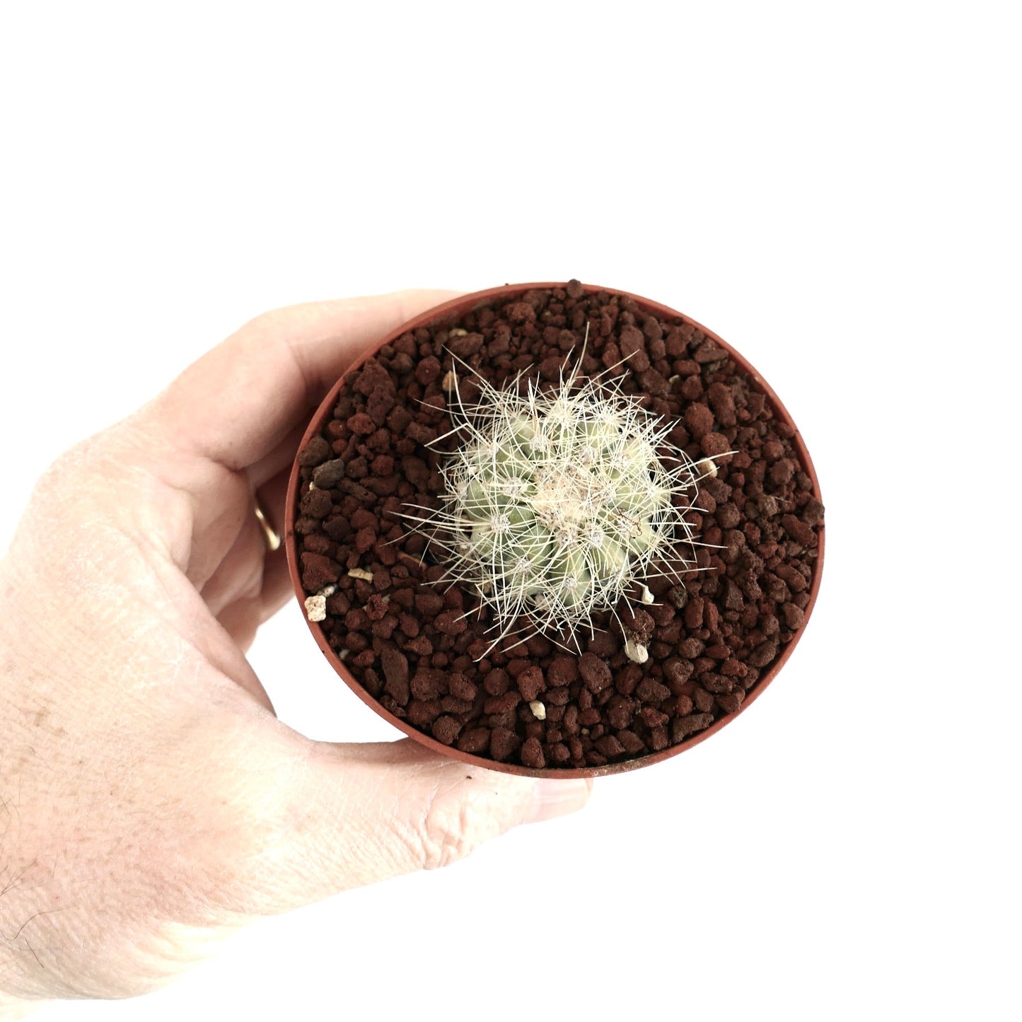 Copiapoa krainziana small rare cactus with white spines in brown pot held by hand