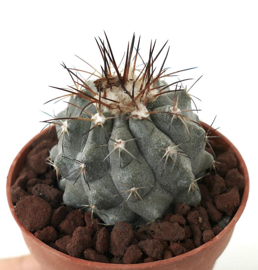 Copiapoa longistaminea GREY