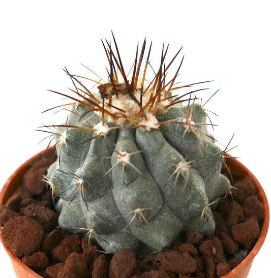 Copiapoa longistaminea GREY