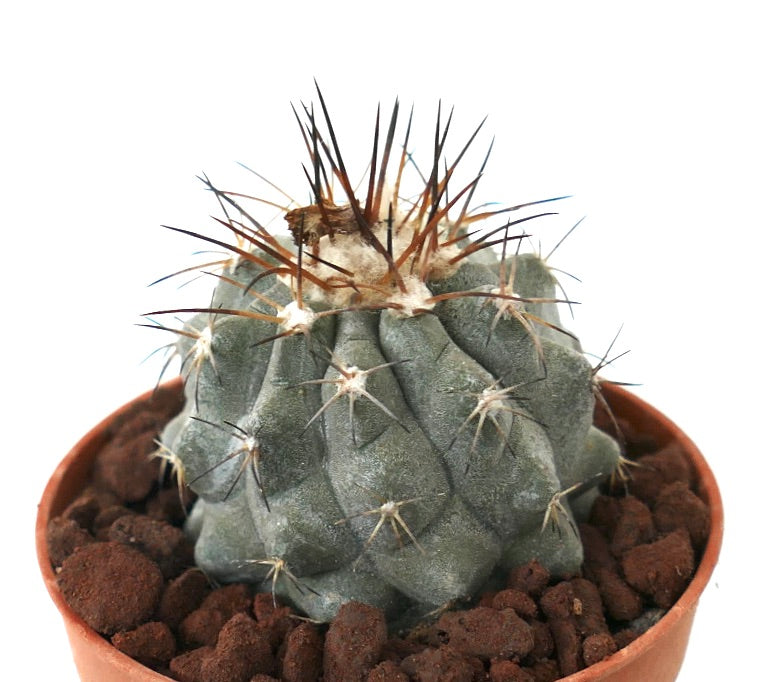 Copiapoa longistaminea GREY