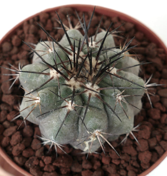 Copiapoa longistaminea SUPER GRAY