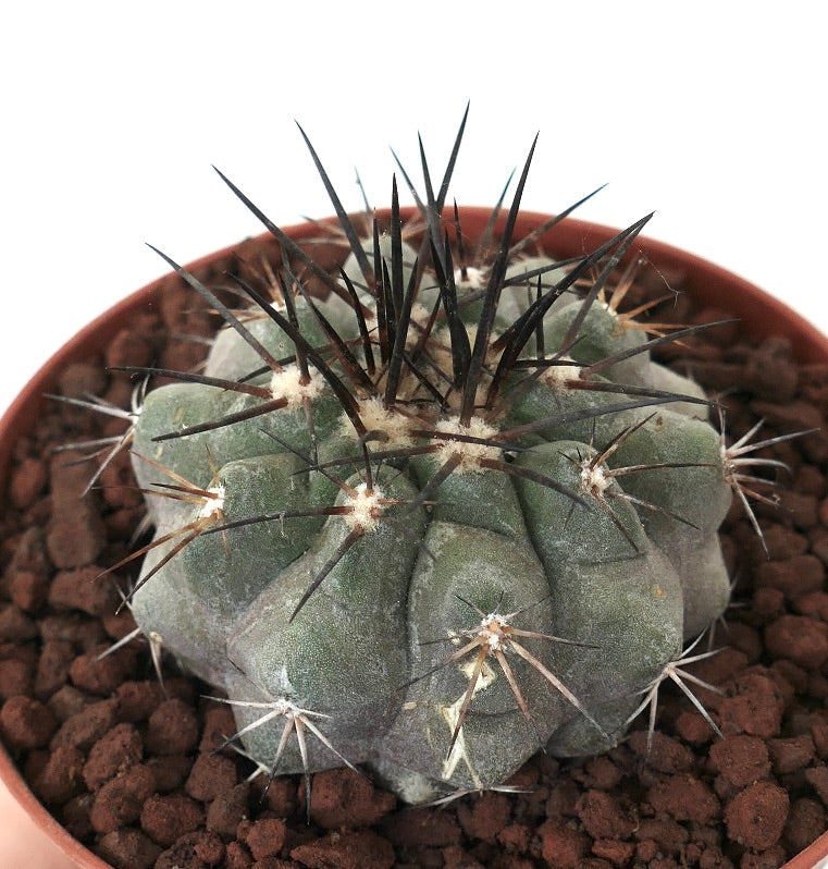 Copiapoa longistaminea SUPER GRAY