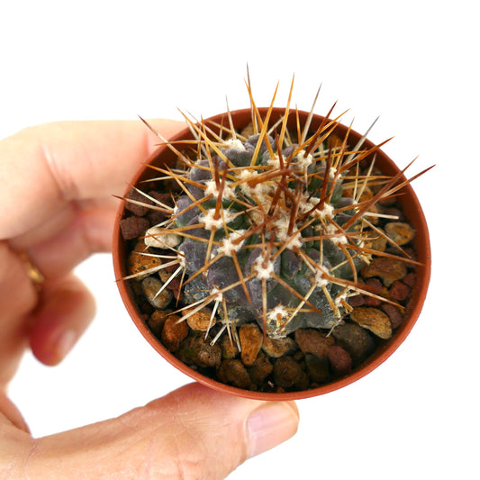 Copiapoa serpentisulcata small cactus with long brown spines in a pot held by hand
